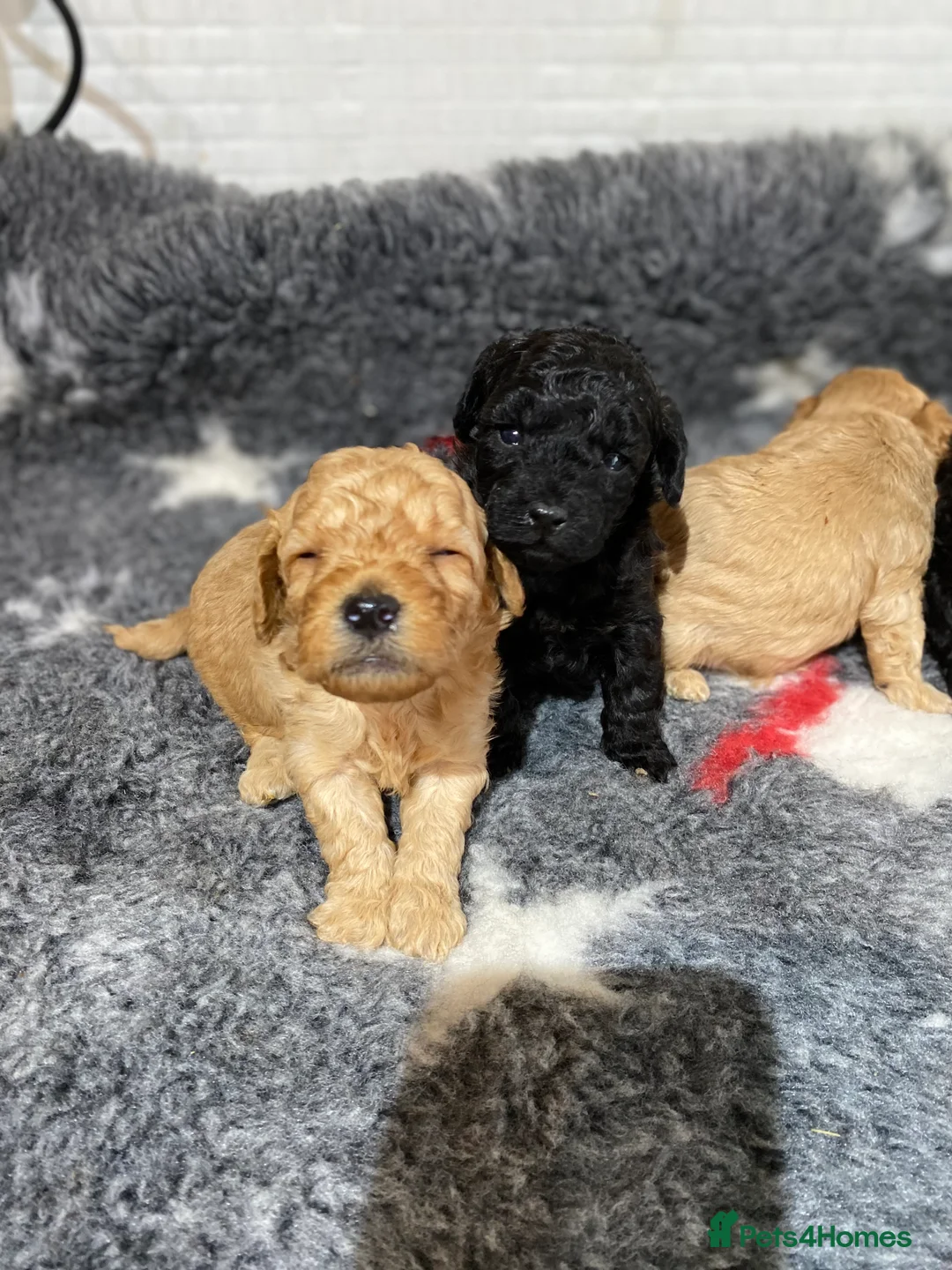 Toy Poodle dogs for sale: Toy Poodles KC Registered Health Tested Parents - Advert 15
