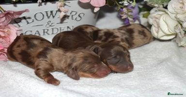 Miniature Dachshund dogs - Advert 15