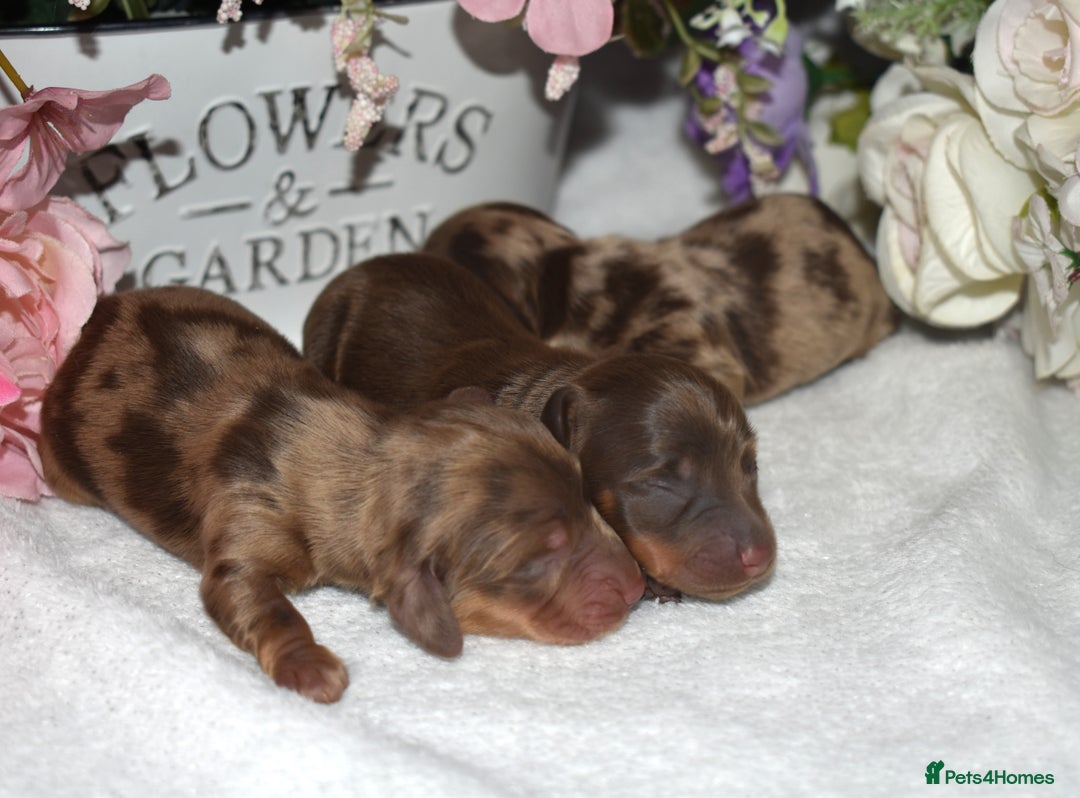 Miniature Dachshund dogs for sale: KC Long Coat Miniature Dachshund Puppies - Image 3