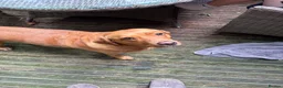 Labrador Retriever dogs for sale: Gorgeous Labrador boy pup looking for forever  - Advert 7