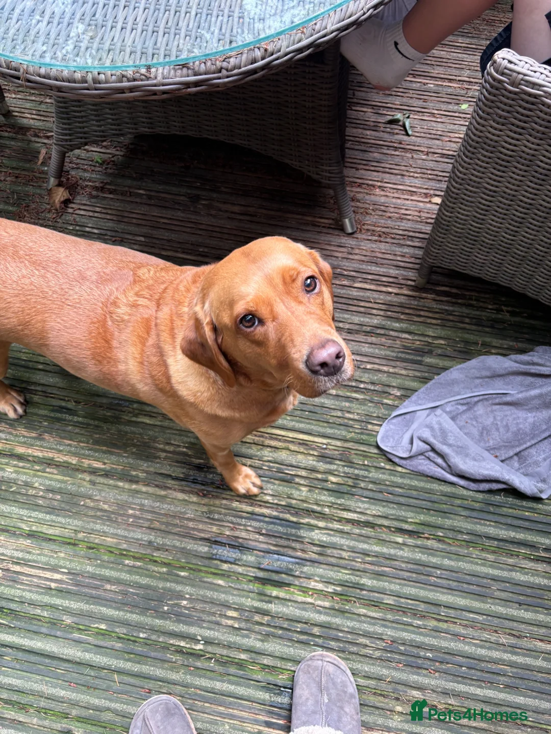 Labrador Retriever dogs for sale: Gorgeous Labrador boy pup looking for forever  - Advert 7