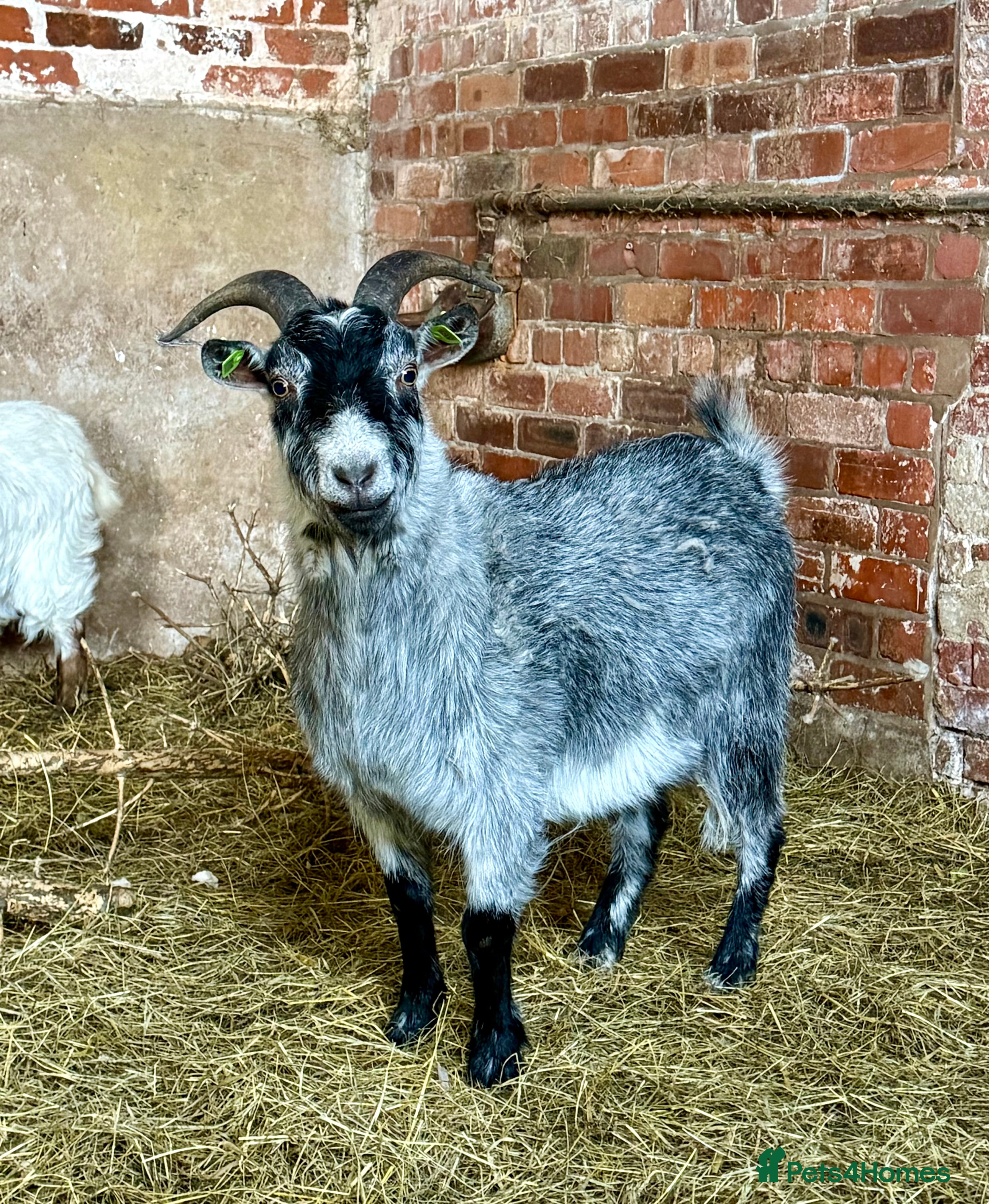 Goats livestock Pygmy Goat - Advert 1