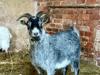 Goats livestock Pygmy Goat - Advert 1