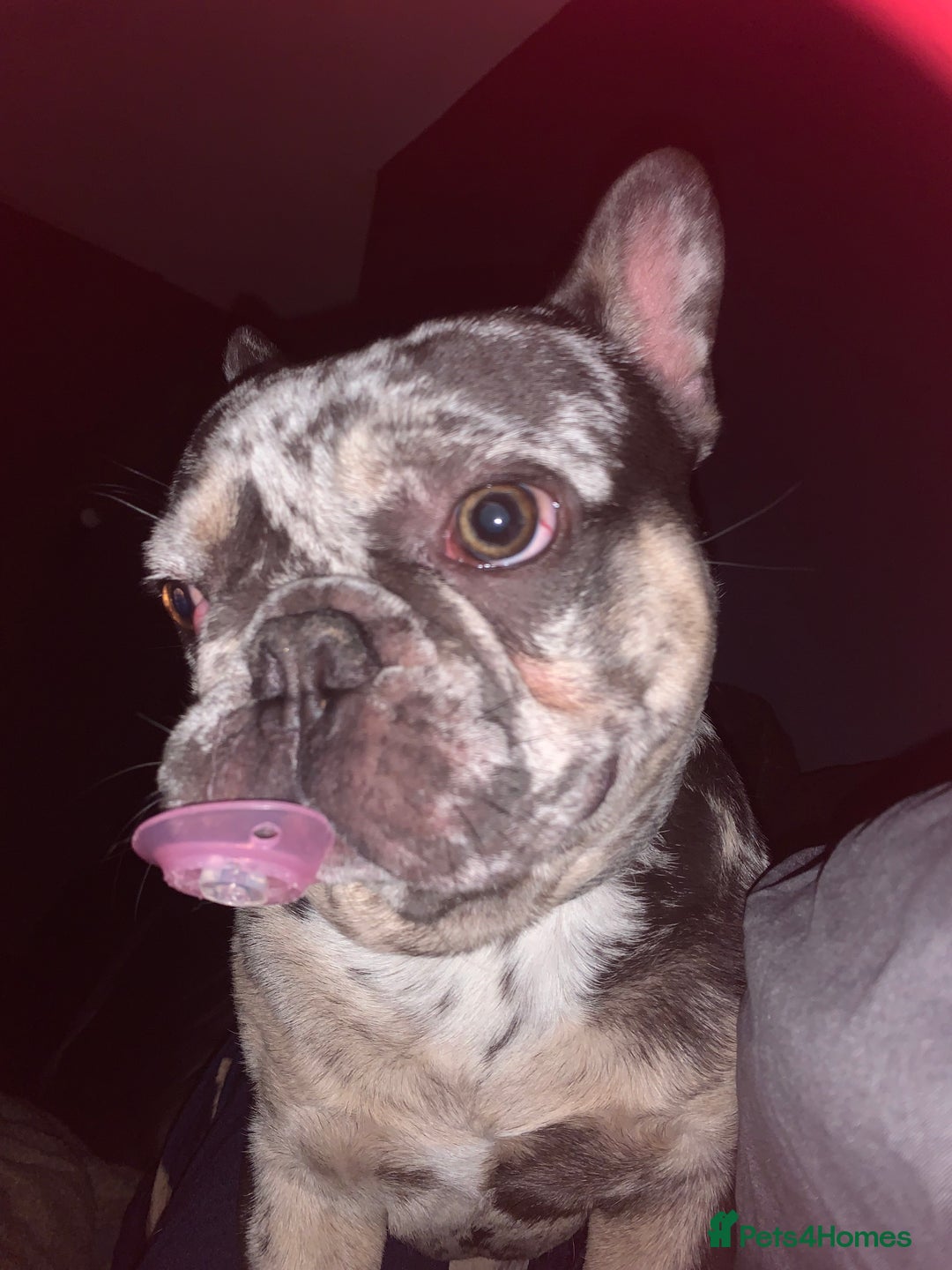 French Bulldog dogs for stud: Rokko French bulldog  - Advert 6