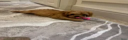 Cavapoo dogs for sale: Female f1 cavapoo fully vaccinated  - Advert 4