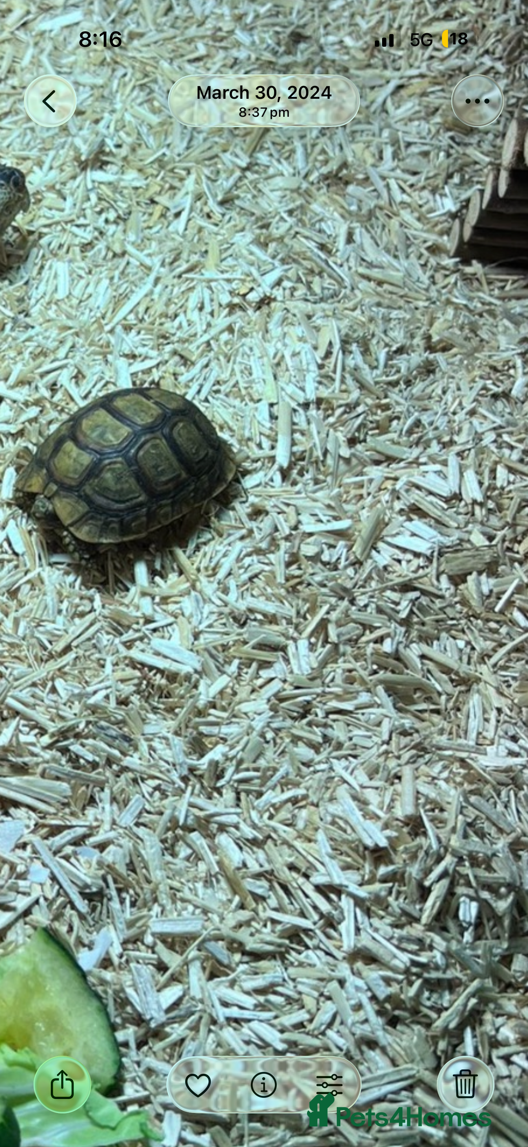 Tortoise reptiles for sale: Young tortoise for rehoming  - Image 2