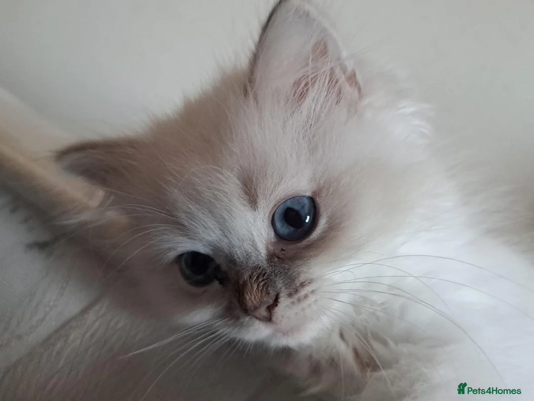 Ragdoll cats for sale: Ragdoll Kittens ready now - Advert 2
