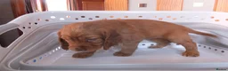 Cocker Spaniel dogs for sale: Working Cocker Spaniels - Advert 15