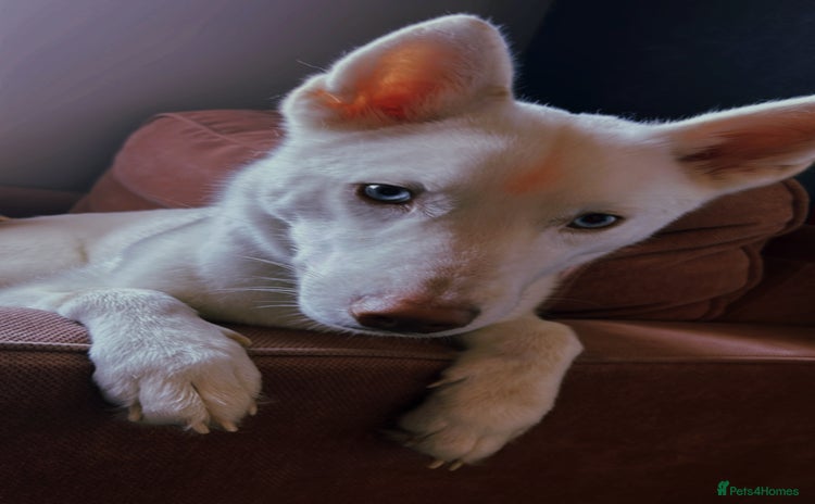 Siberian Husky dogs - Advert 3