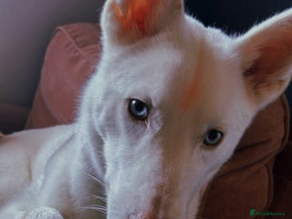 Siberian Husky dogs - Advert 5