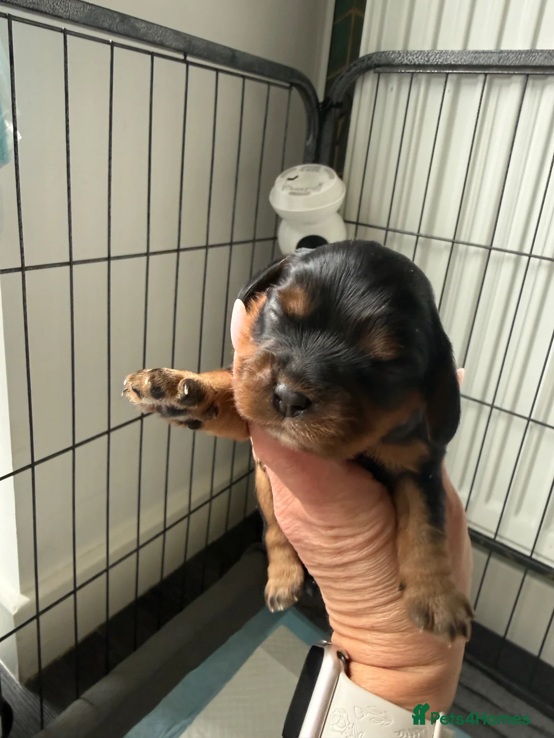 Cavalier King Charles Spaniel dogs for sale: Cavalier King Charles Spaniel Puppies  - Advert 2