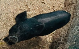 Pig livestock for sale: Micro pigs in Manchester - Image 4