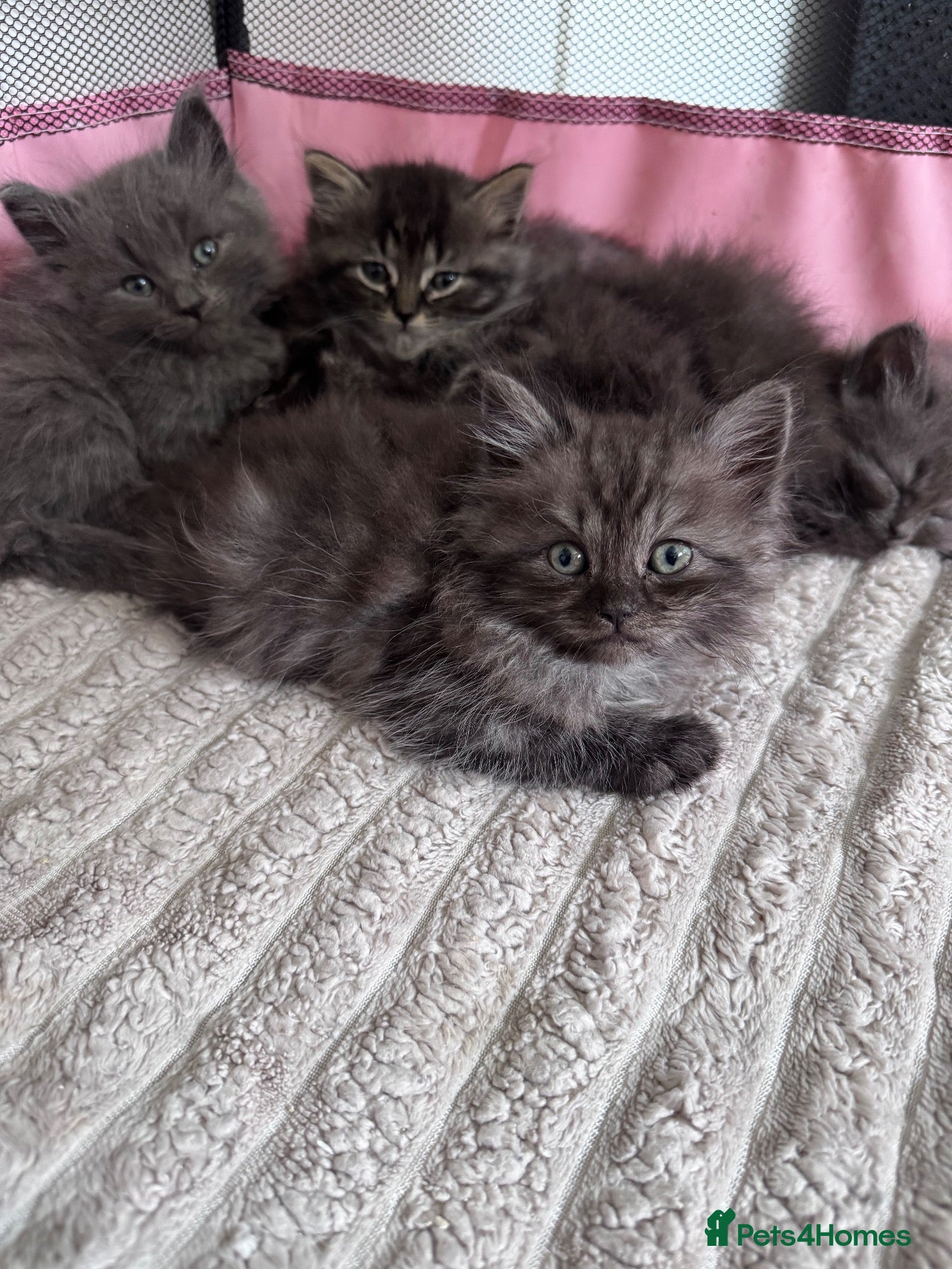 Ragdoll cats Ragdoll Persian kittens  - Advert 5