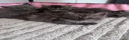 Ragdoll cats for sale: Ragdoll Persian kittens  - Advert 1