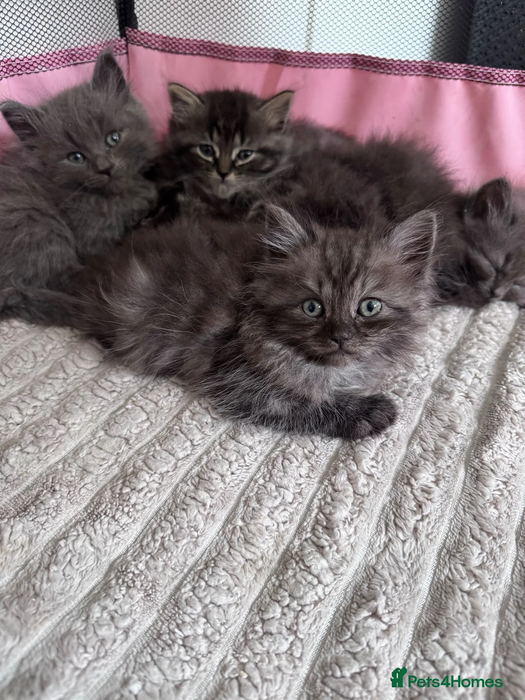 Ragdoll cats for sale: Ragdoll Persian kittens  - Advert 1