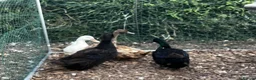Ducks poultry for sale: Mixed Ducks - Advert 2