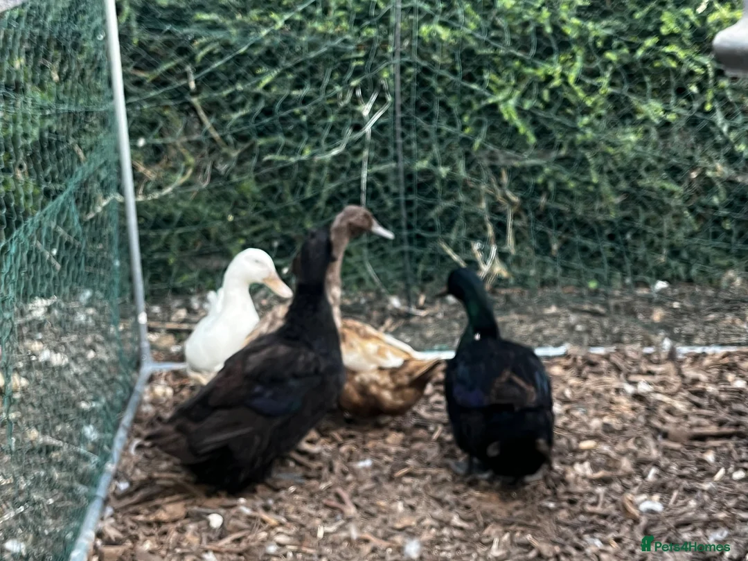 Ducks poultry for sale: Mixed Ducks - Advert 2