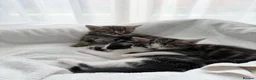 Domestic Shorthair cats for sale: 5 beautiful kittens ready for homes, from 21st Nov in Bridgwater - Advert 10