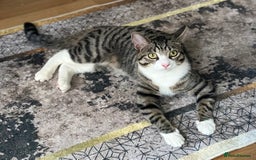 Japanese Bobtail cats for sale: Meet Moni - Image 1