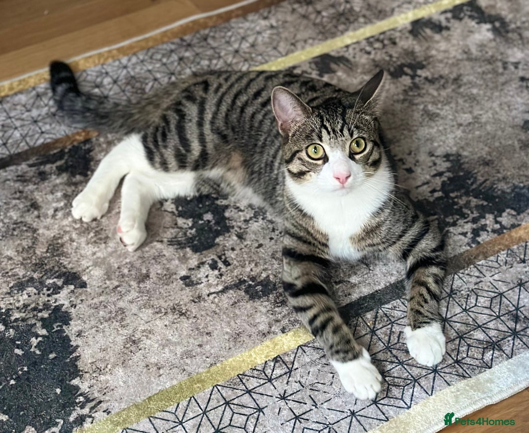 Japanese Bobtail cats for sale: Meet Moni - Image 1