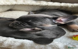 French Bulldog dogs for sale: Adorable Purebred Female French Bulldogs Ready! - Advert 4