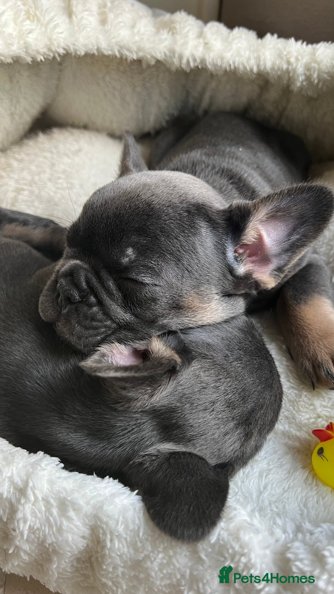 French Bulldog dogs for sale: Adorable Purebred Female French Bulldogs Ready! - Advert 4