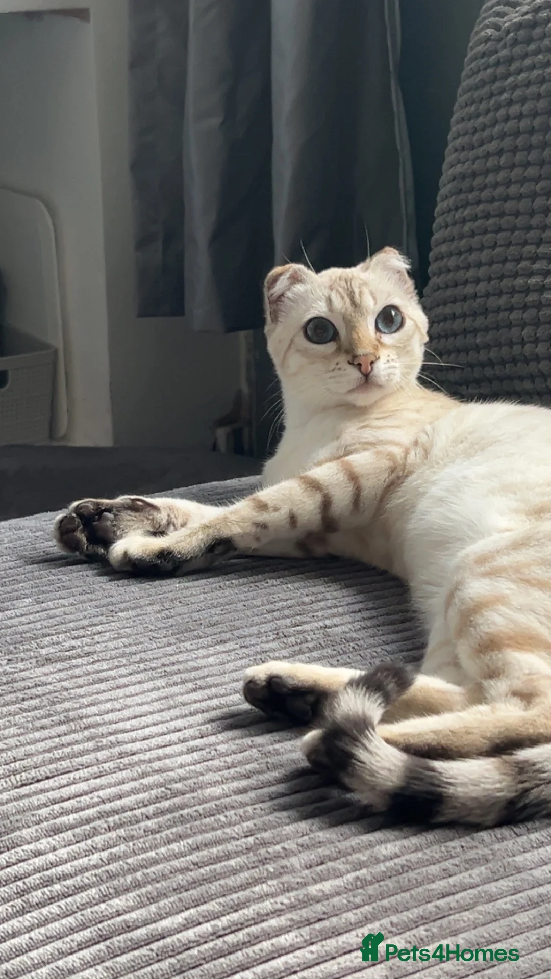 Mixed Breed cats for sale: Beautiful little female kitten . - Advert 2