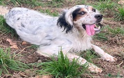 English Setter dogs for adoption: Yaco  - Image 8