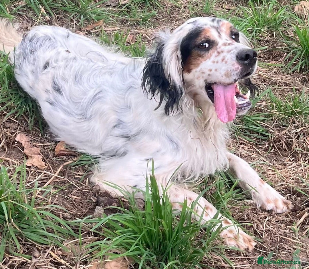 English Setter dogs for adoption: Yaco  - Image 8