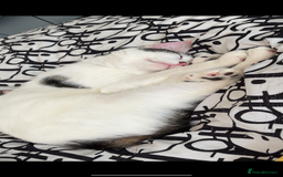 Mixed Breed cats for sale: Male kitten looking for his forever home free - Image 1