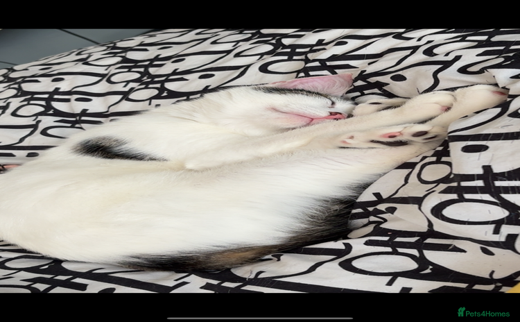 Mixed Breed cats - Advert 2