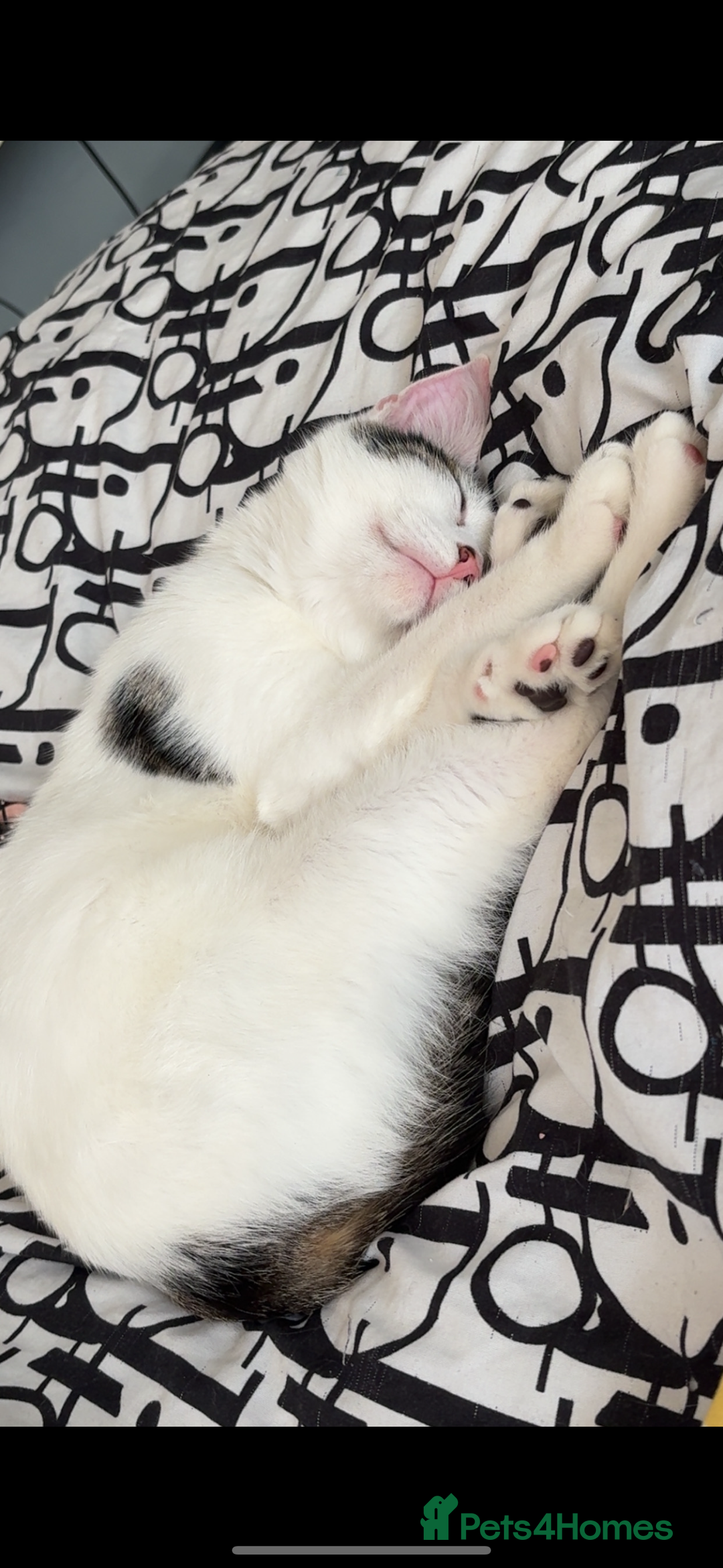 Mixed Breed cats for sale: Male kitten looking for his forever home free - Image 1