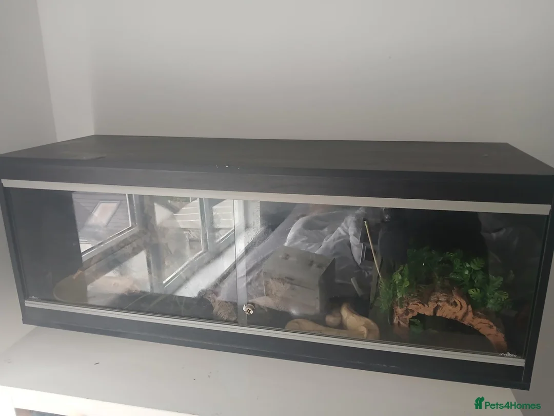 Python Snake reptiles for sale: Banana Morph Royal Python - Advert 8