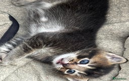 Russian Blue cats for sale: ✨RUSSIAN BLUE KITTEN FOR SALE  - Image 20