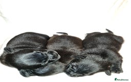 Staffordshire Bull Terrier dogs for sale: Adorable champion bred black staffys puppy's  - Image 13