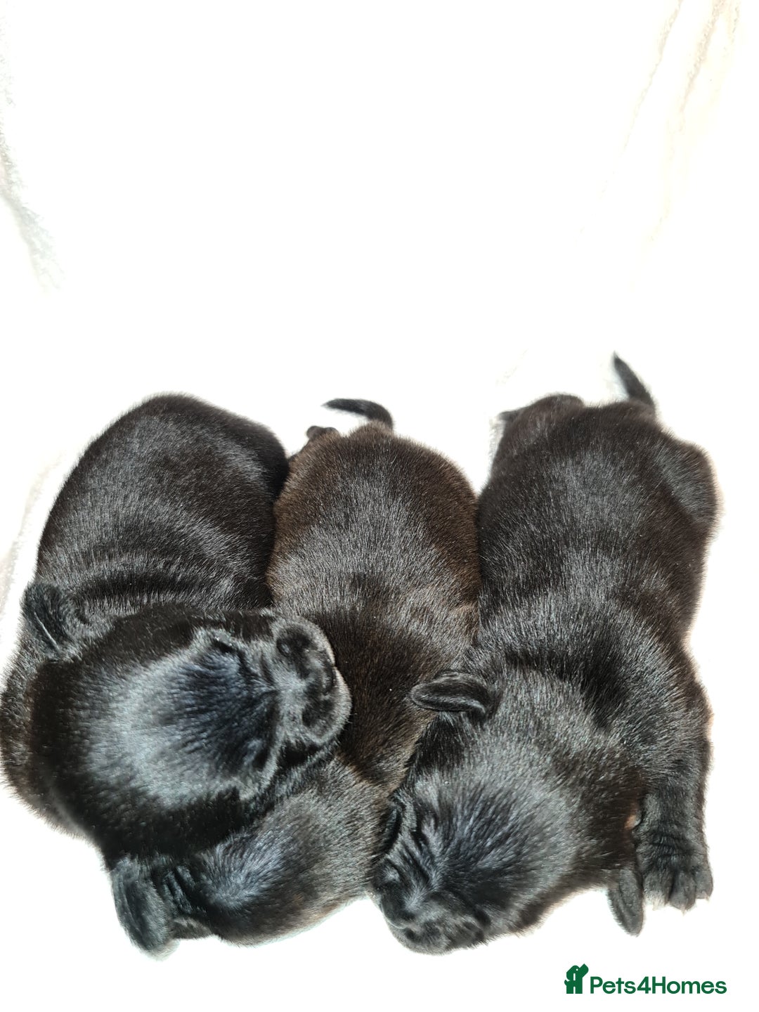 Staffordshire Bull Terrier dogs for sale: Adorable champion bred black staffys puppy's  - Image 13