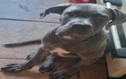 Cane Corso dogs for sale: Cane corso - Image 4