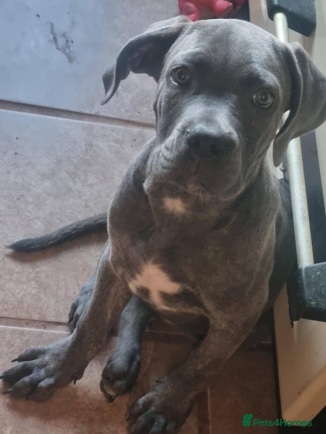 Cane Corso dogs for sale: Cane corso - Image 4