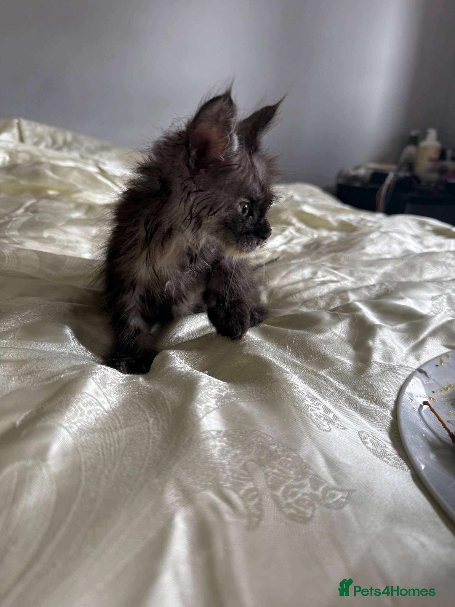 Maine Coon cats gorgeous Maine coon kittens for sale only one left - Advert 16