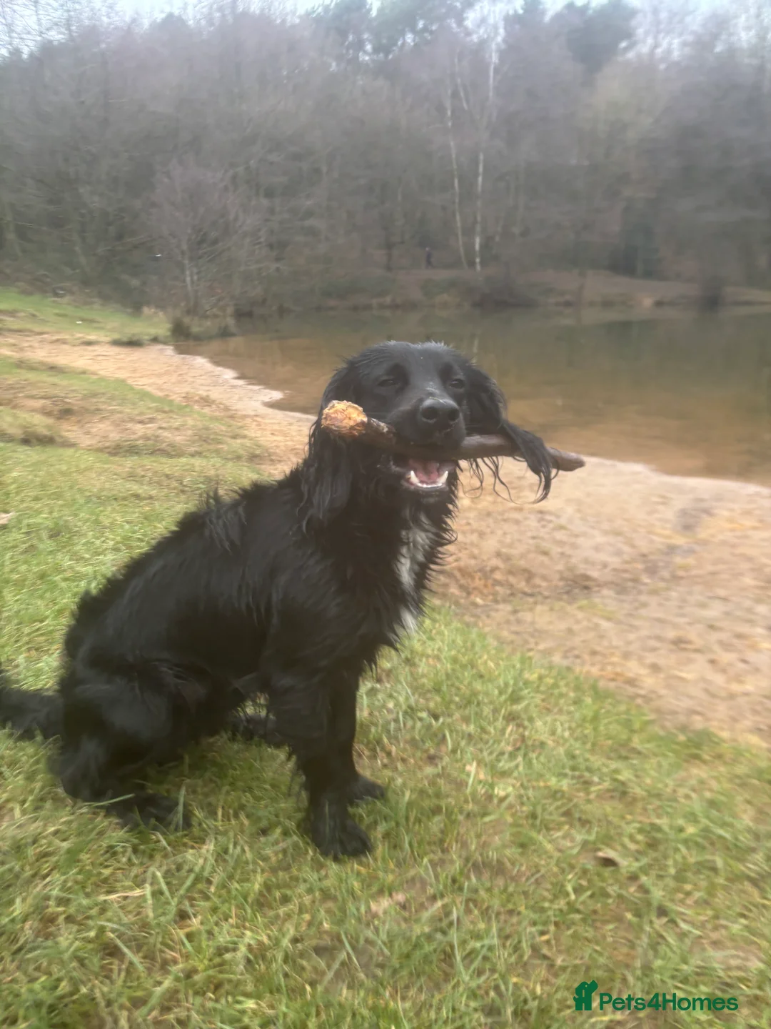 Cocker Spaniel dogs for stud: Working cocker spaniel stud - Advert 3
