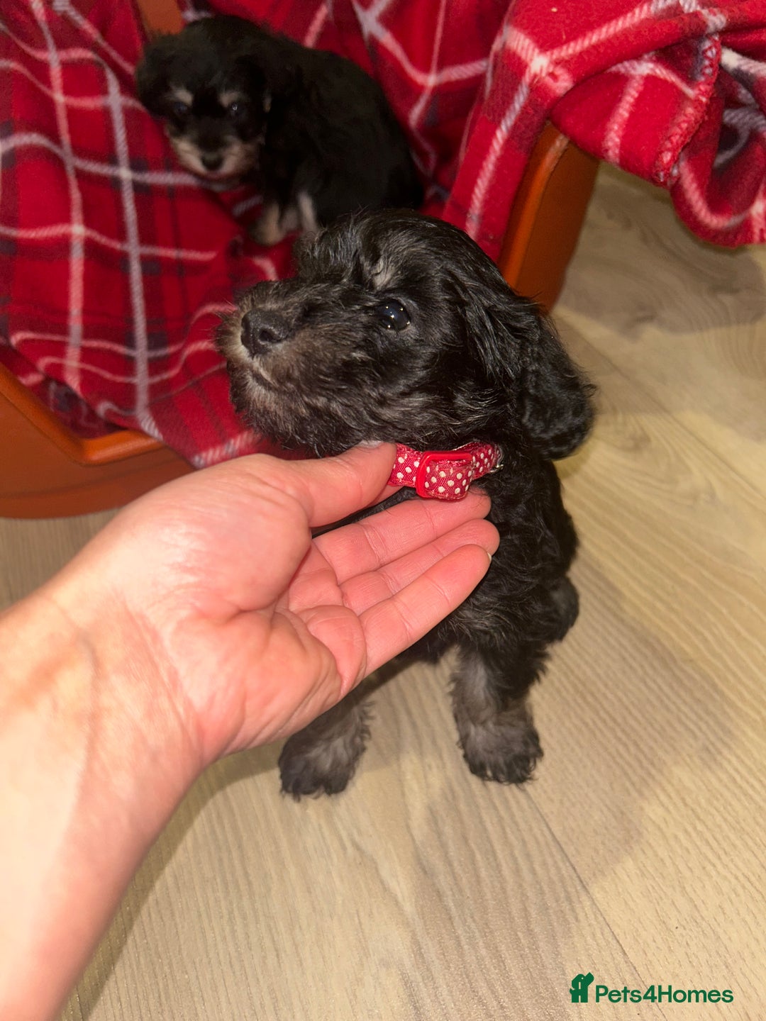Mixed Breed dogs for sale: Last boy available now Miniature Schnoodles  - Advert 5