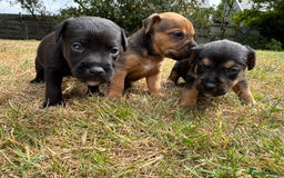 Jack Russell dogs for sale: Jack Russel terrier puppies for sale - Image 2