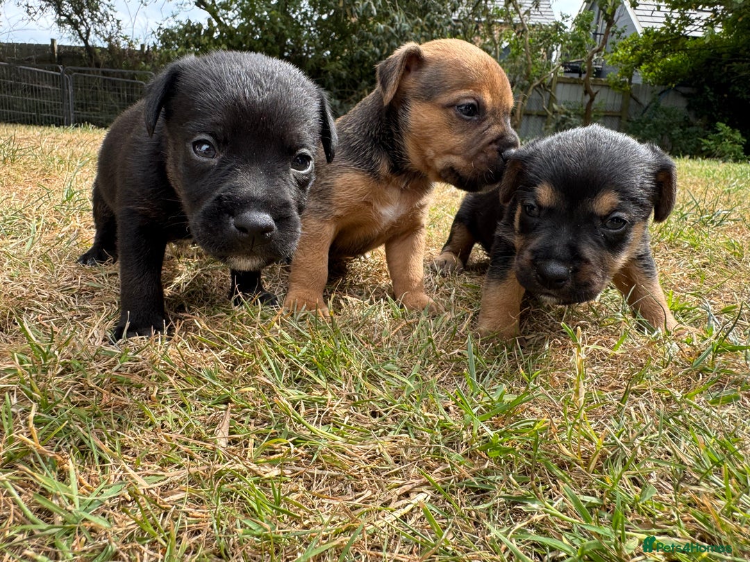 Jack Russell dogs for sale: Jack Russel terrier puppies for sale - Image 2