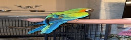 Macaws birds for sale: Female Harlequin Macaw.  - Advert 1