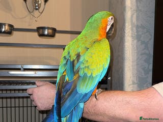 Macaws birds Female Harlequin Macaw. - Advert 4