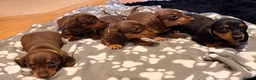 Miniature Dachshund dogs for sale: 5 miniature dachshund puppies  - Advert 2