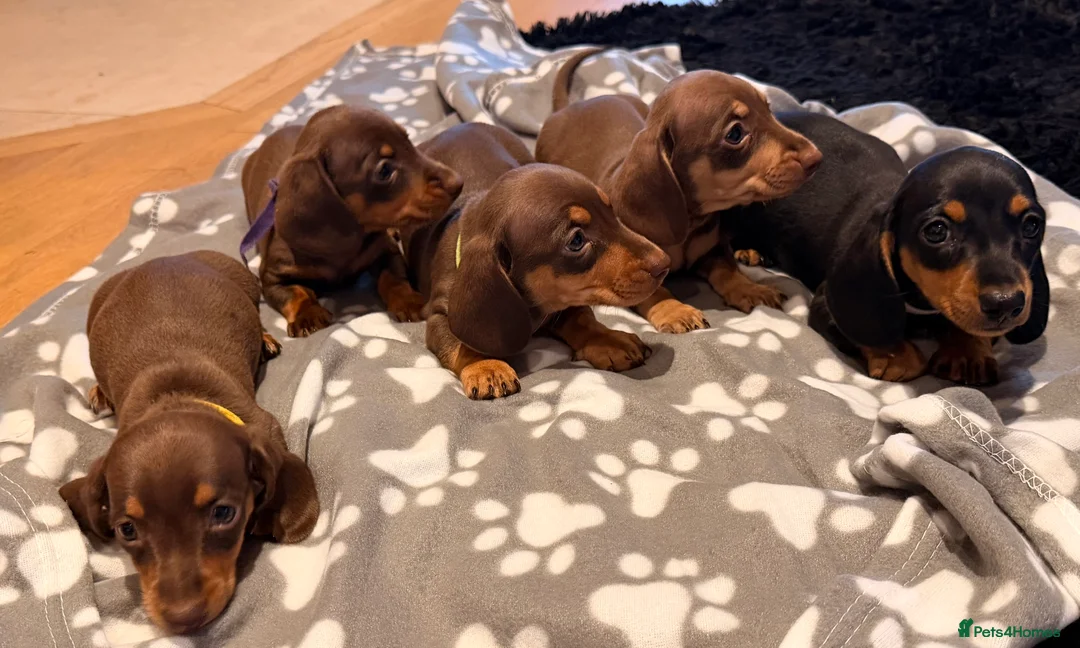 Miniature Dachshund dogs for sale: 5 miniature dachshund puppies  - Advert 2
