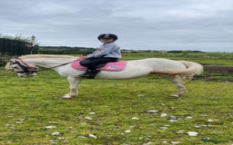 Riding pony horses for sale: For Sale Kids Lead Rein Pony! Safe and Bombproof - Advert 17