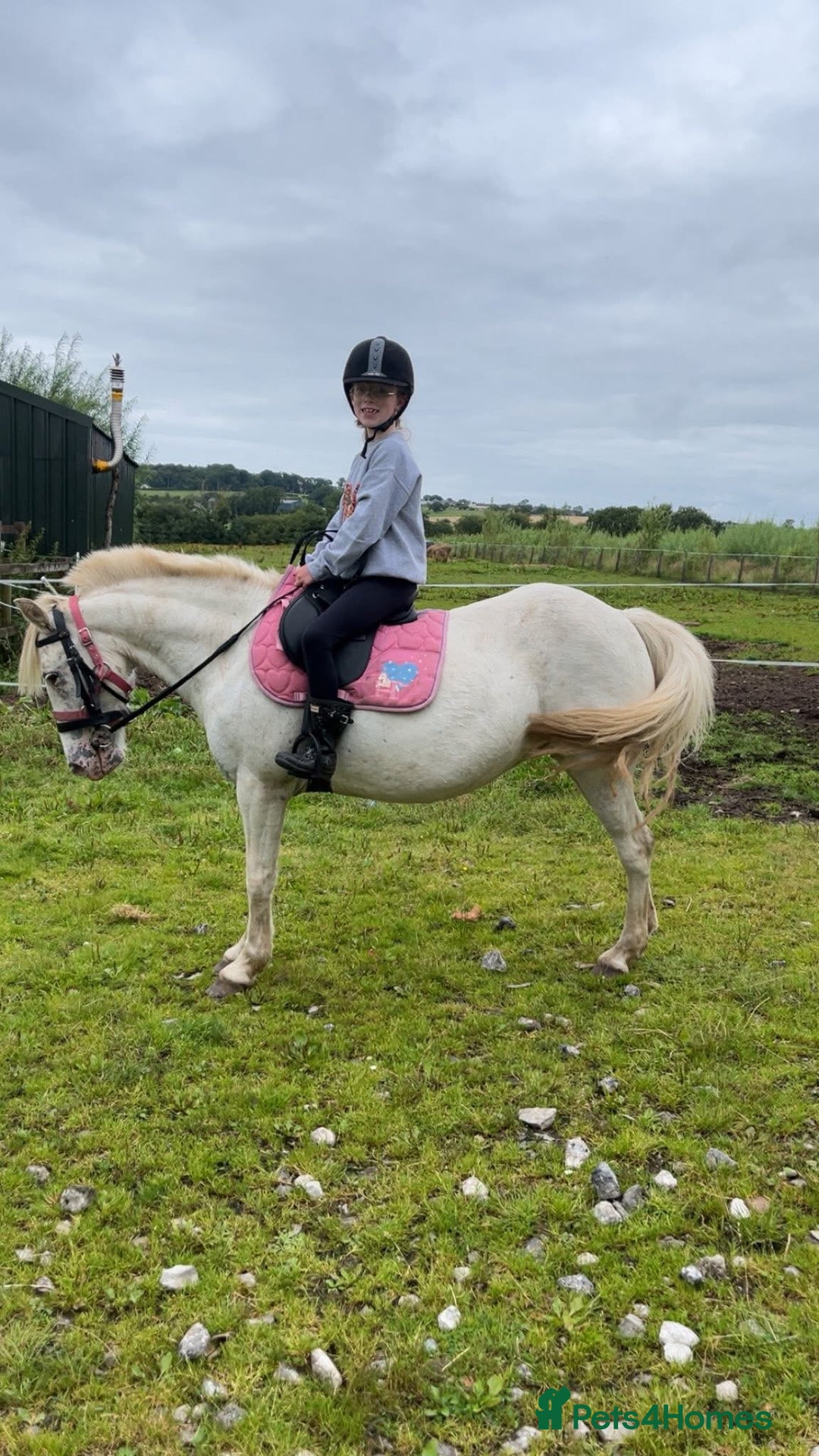 Riding pony horses for sale: For Sale Kids Lead Rein Pony! Safe and Bombproof - Advert 17