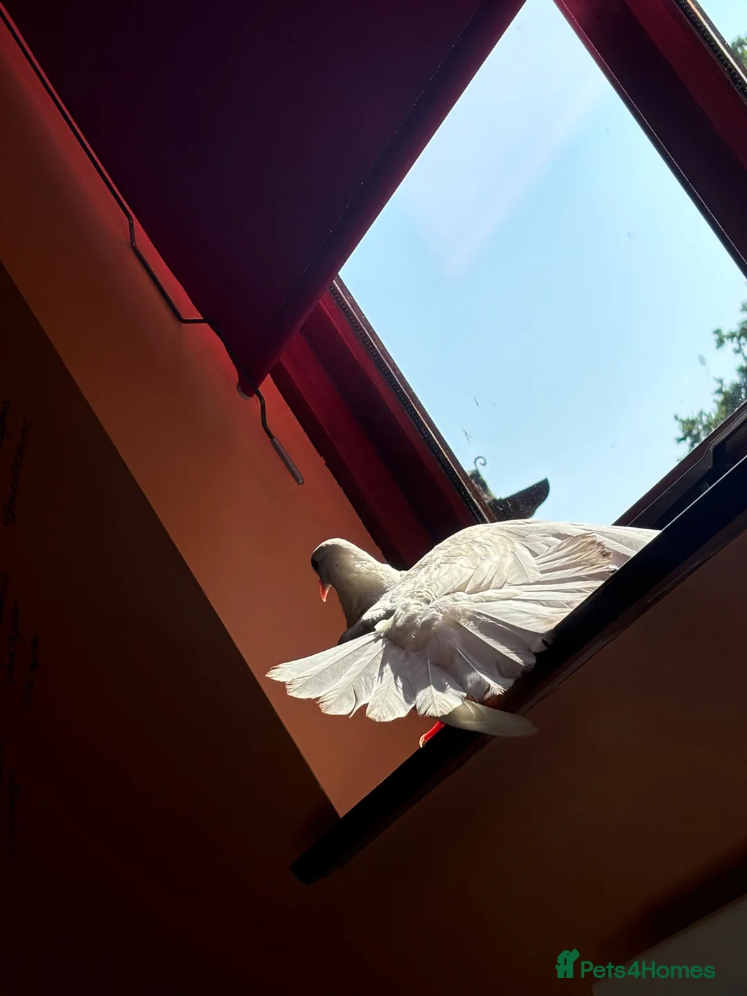 Doves birds for sale: Dove  in Bracknell - Advert 1